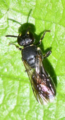 Réf. 305 644 : Hylaeus sp.